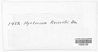 Hysterobrevium mori image